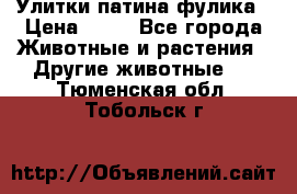 Улитки патина фулика › Цена ­ 10 - Все города Животные и растения » Другие животные   . Тюменская обл.,Тобольск г.